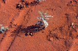 Central Australia 2007